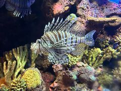 -上海海洋水族馆