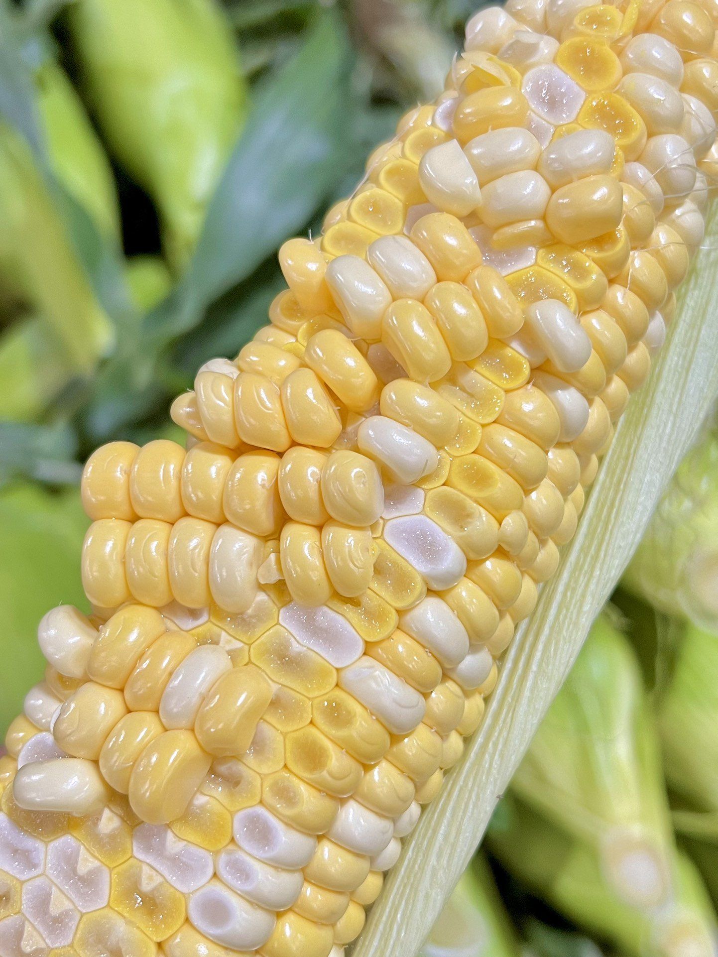 水果玉米🌽