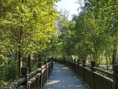 -溱湖国家湿地公园