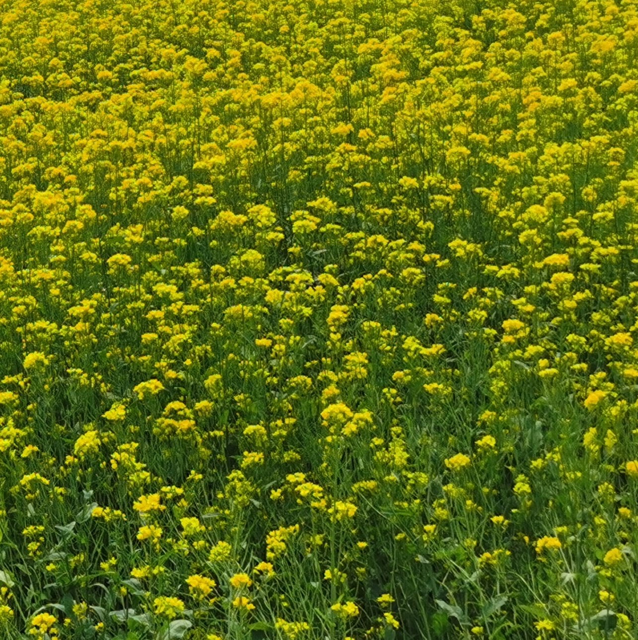 通州梨园油菜花田图片