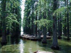 -渌洋湖湿地公园