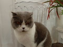 -共舞时光猫咖·狗咖(新街口店)