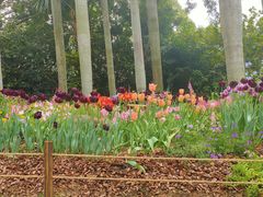 -深圳仙湖植物园