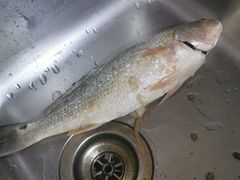 -鸿港海鲜批发市场