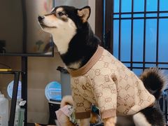 -逗柴咖啡屋·狗咖猫咖宠物桌游