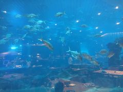 -海棠湾洲际-涛·海底餐厅·美人鱼·自助餐·海底隧道