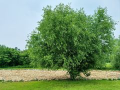 -盘龙城遗址博物院