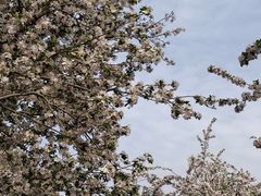 -海棠花溪(元大都城垣遗址公园)