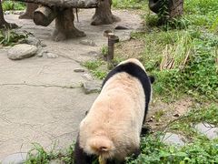 -都江堰中华大熊猫苑
