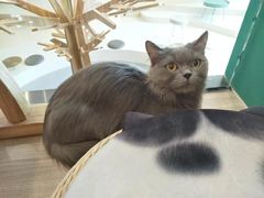 -飞行喵MR PILOT|猫舍·猫咖(静安大融城店)