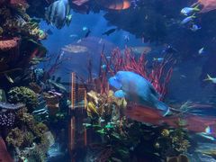 -迪拜帆船酒店海底餐厅