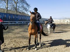 -北京群众马术培训基地