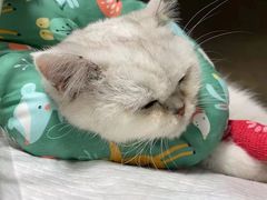 -半岛宠物医院24小时(科华中路店)