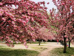 -莲花池公园