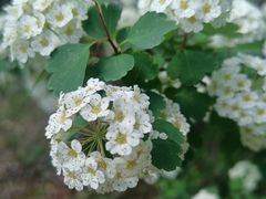 -黑龙江省森林植物园