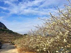 -广州市流溪河国家森林公园