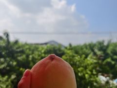 -老袁家蜜桃农场·阳山水蜜桃