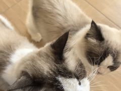 -唐小姐の私宠·宠物洗护美容·撸猫馆·购宠(周浦万达旗舰店)