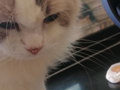 -楼上猫咖(罗湖店)
