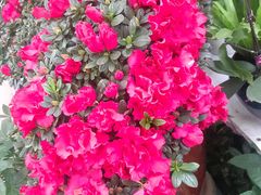 -秦美花卉(天朗·莱茵小城2期店)