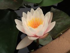 -花开海上生态园