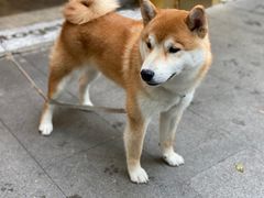 -飞马旅黎黄陂路文旅街区