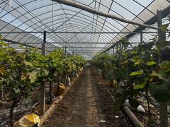 -马陆小张葡萄园农家乐