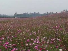 -紫颐香薰山谷景区
