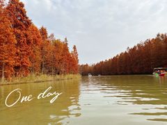 -上海海湾国家森林公园