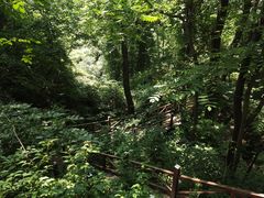 -大岭沟猕猴桃谷风景区