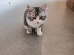 -飞行喵MR PILOT|猫舍·猫咖(静安大融城店)