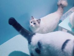 -喵的天空名猫咖啡馆·撸猫·猫舍·用品