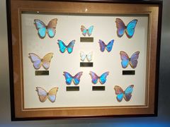 -上海昆虫博物馆