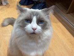 -是阿柴呀！柴犬咖啡·爱喵喵猫咖