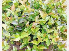-大塘金香草谷