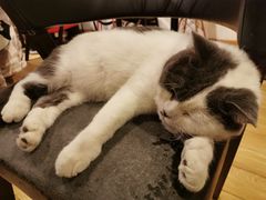 -Cappucimeow猫咪咖啡馆(韦伯时代店)