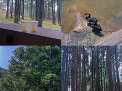 -玉苍山国家森林公园