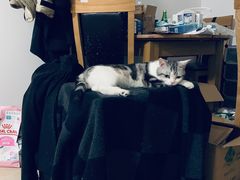 -萌兽医馆·宠物医院·猫骨科(创景店)