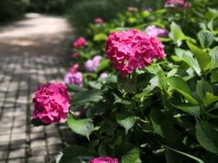 -西湖风景区-江洋畈生态公园