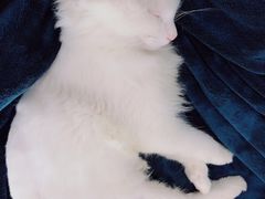 -十年猫舍·猫咪专门店(普陀店)