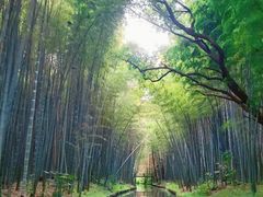-同里国家湿地公园