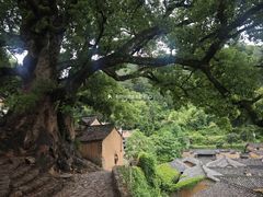 -杨家堂村
