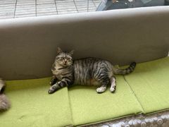 -派联宠物医院·24h·CT·异宠