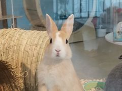 -喵宠乐园·撸猫互动·猫舍