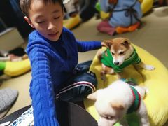 -逗柴咖啡屋·狗咖猫咖宠物桌游
