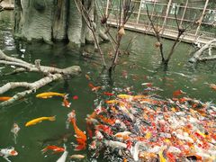 -南宫五洲植物乐园