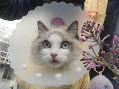 -美联众合动物医院·24h转诊中心