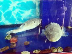 -肆月河豚·新淮扬(金融街店)