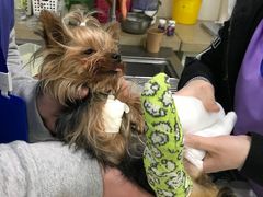-伟伟宠物医院·CT影像中心·瑞派犬猫综合性门诊(汉口总院)