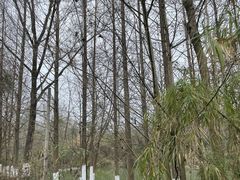 -桤木河湿地公园